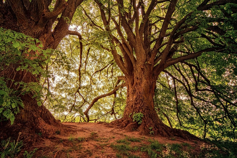Magical Forest Image
