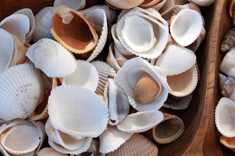 Pearl Shell